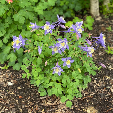 Aquilegia x hybrida 'PAS1258485'