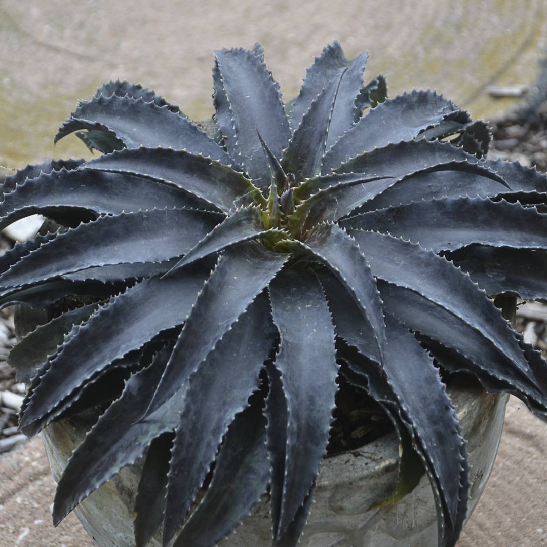 Mangave 'Black Magic'