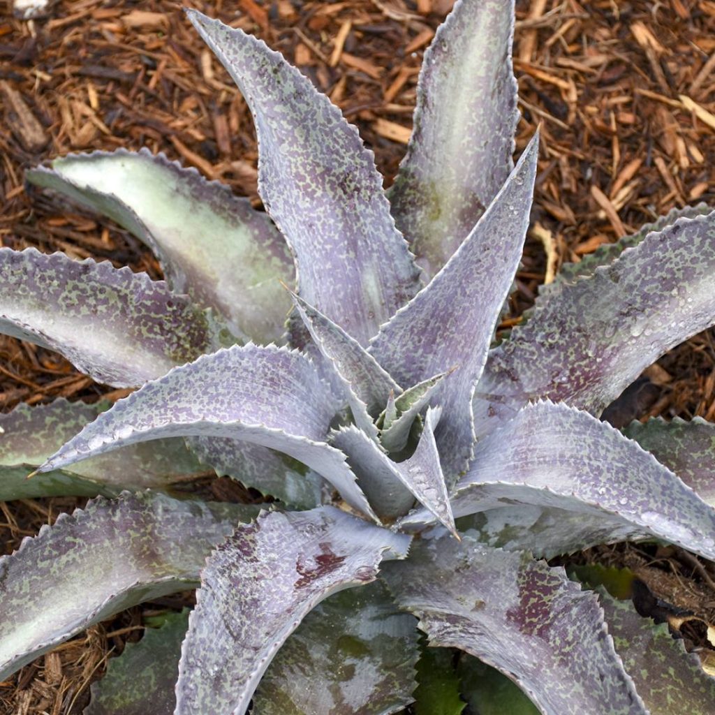 Mangave 'Silver Fox'