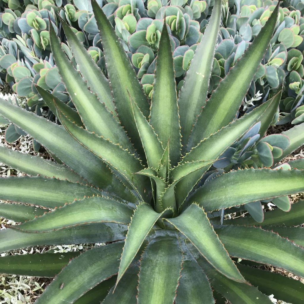 Manfreda x Agave 'Racing Stripes'