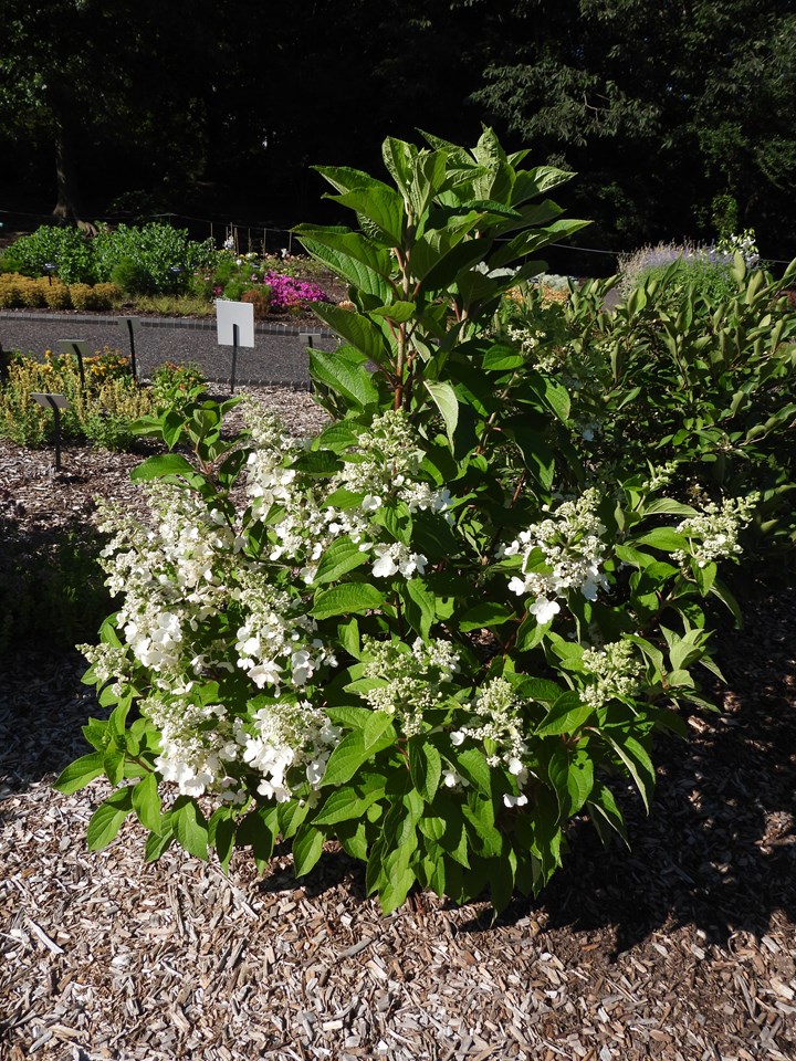 Hydrangea paniculata ‘Hpopr013’