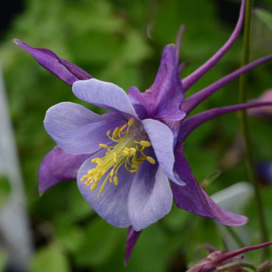 Aquilegia x hybrida 'PAS1258487'