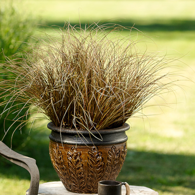 Carex 'Toffee Twist' Carex 'Toffee Twist'