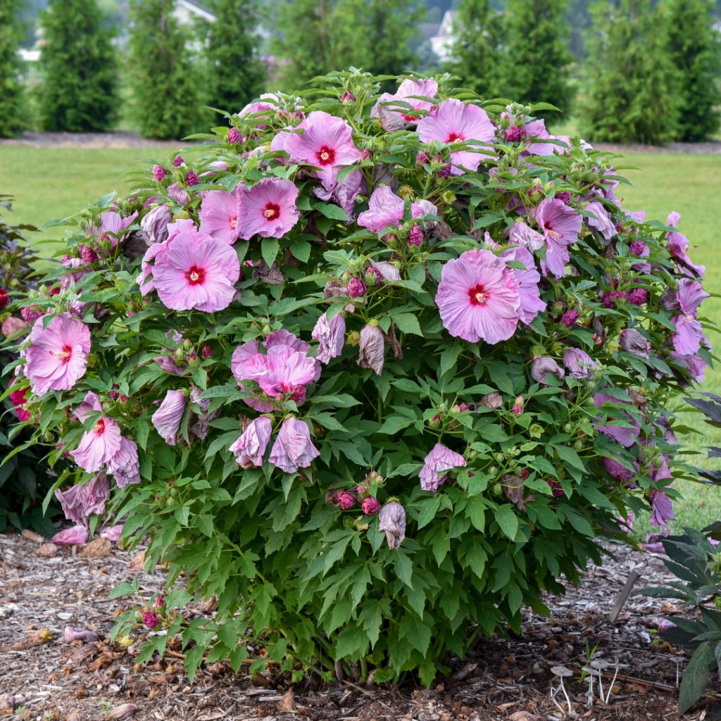 Hibiscus var. 'Lilac Crush'
