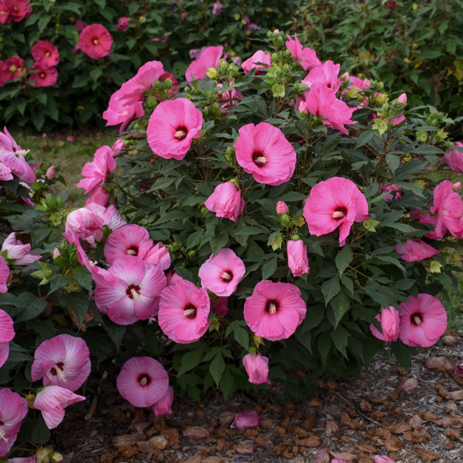 Hibiscus 'Candy Crush'