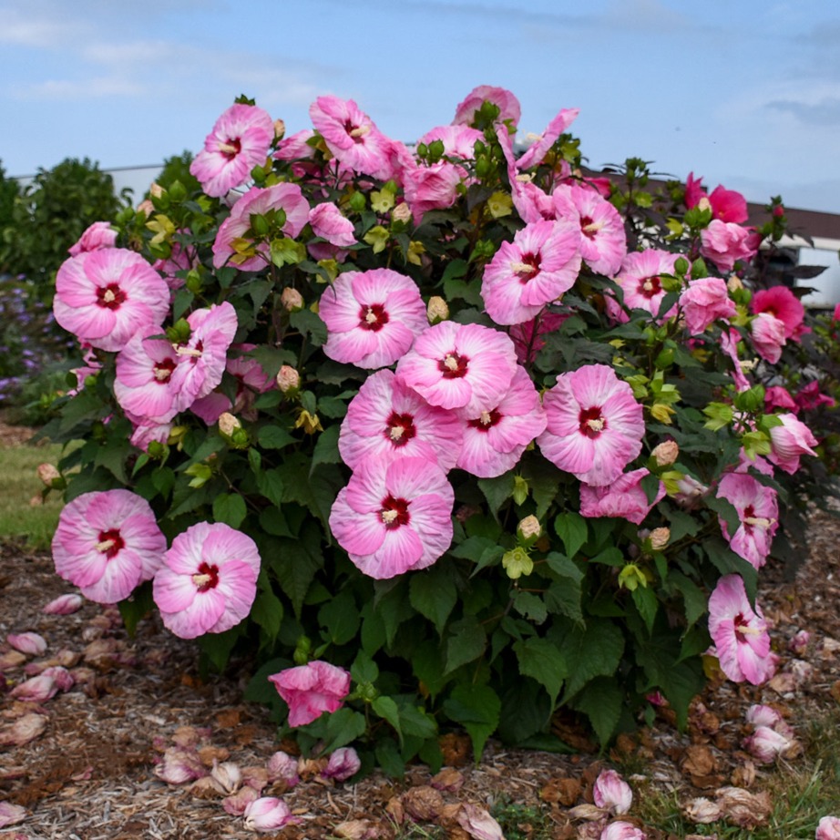 Hibiscus hybrid 'Spinderella'