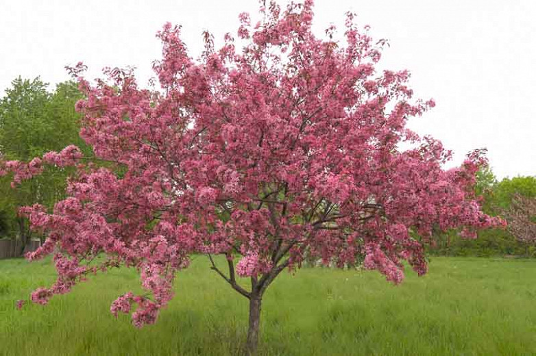 Malus ‘Adams’