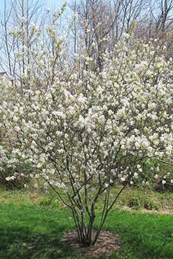 Amelanchier laevis