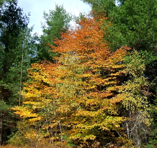 Fagus grandifolia