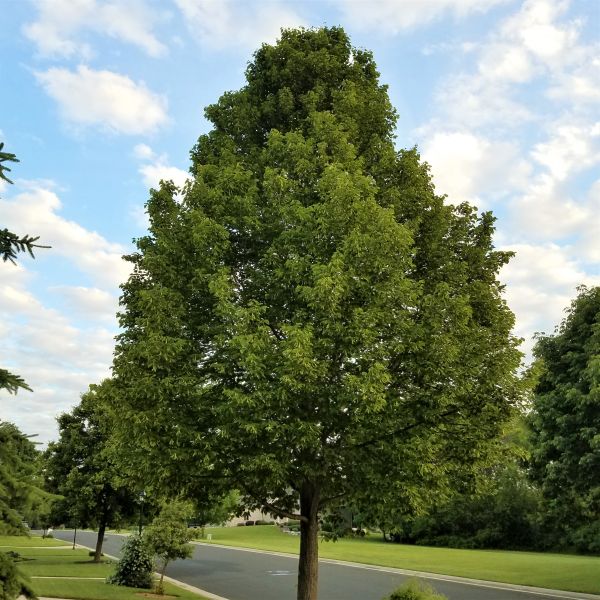 Tilia americana ‘Mcksentry’