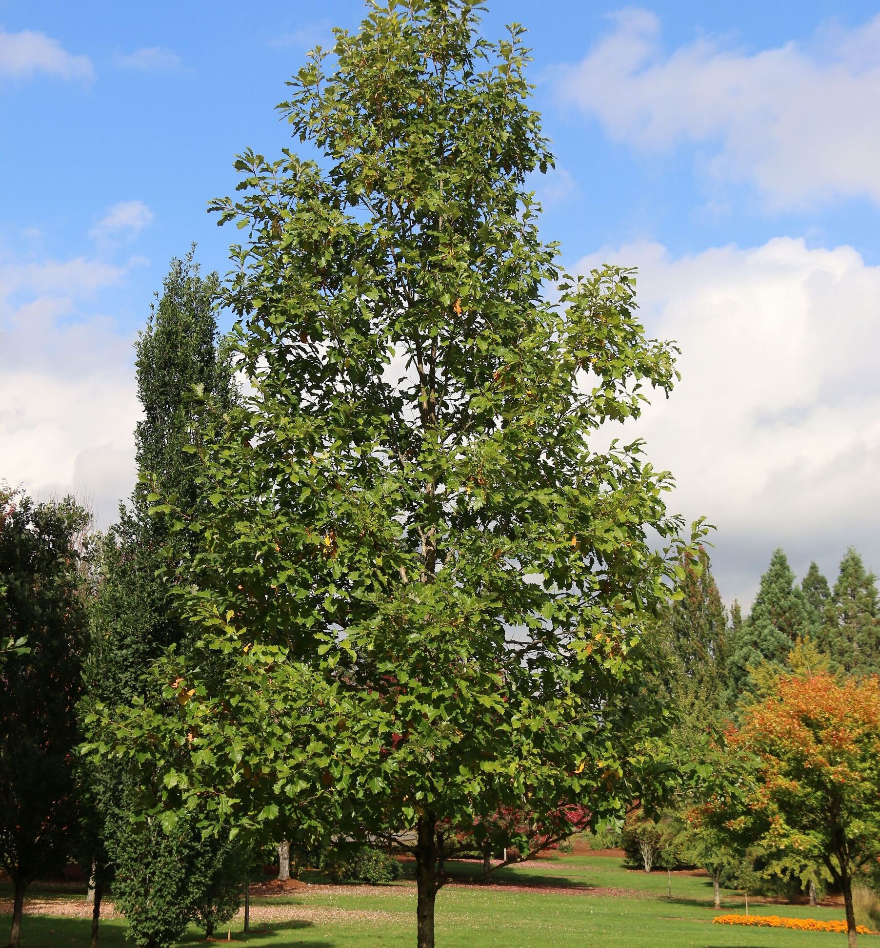 Quercus bicolor ‘JFS-KW12’