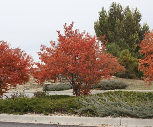 Amelanchier grandiflora
