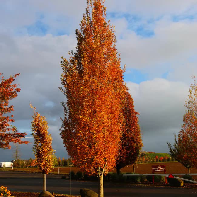 Acer rubrum ‘JFS-KW78'
