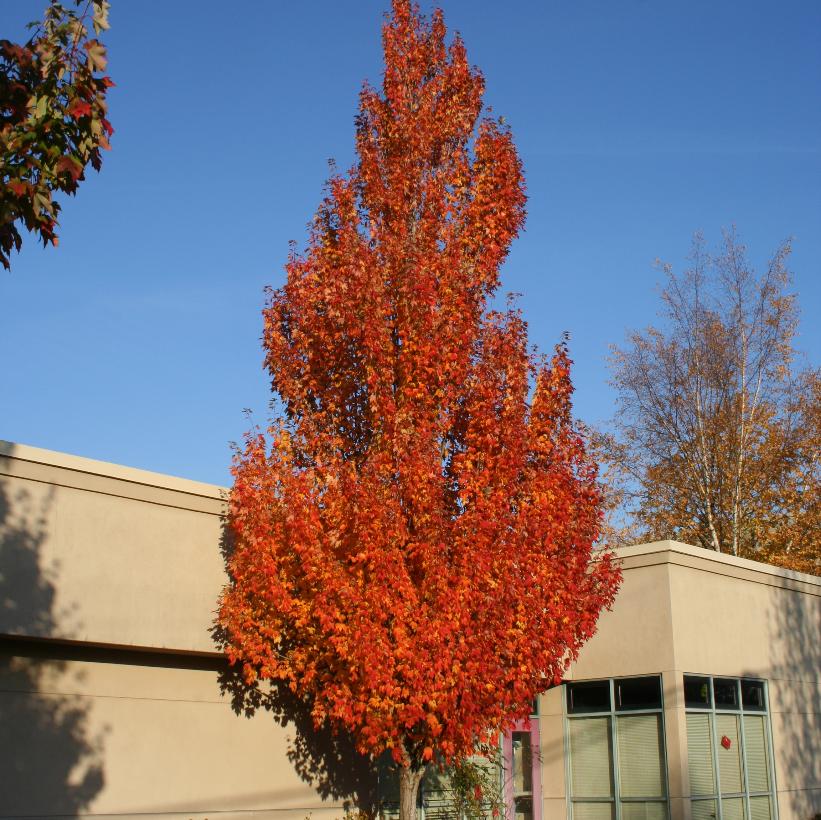 Acer x freemanii ‘Armstrong’