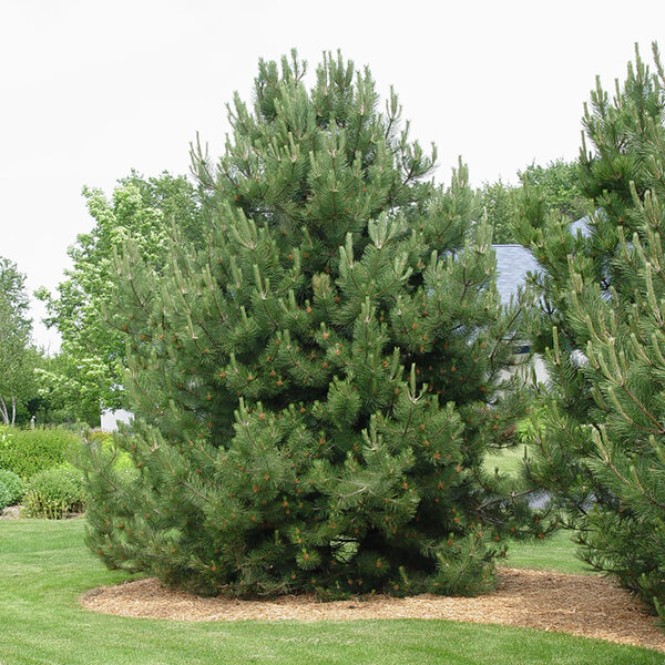 Pinus nigra