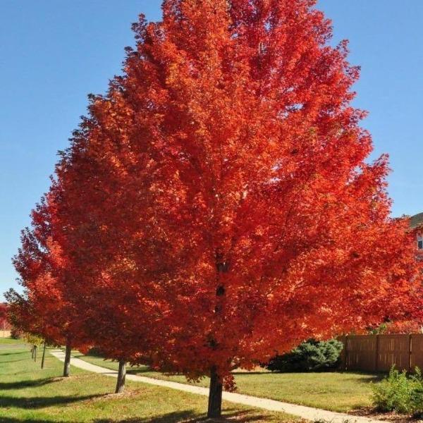 Acer x freemanii ‘Autumn Blaze’