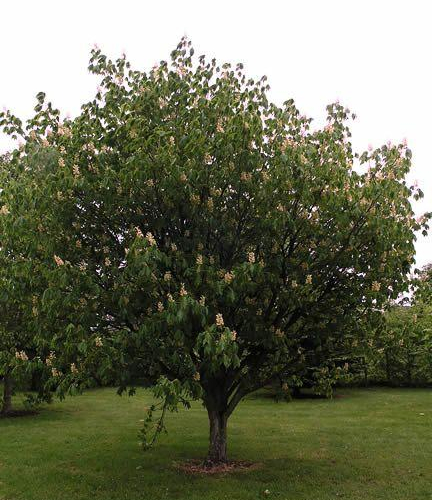 Aesculus x arnoldiana ‘Autumn Splendor’