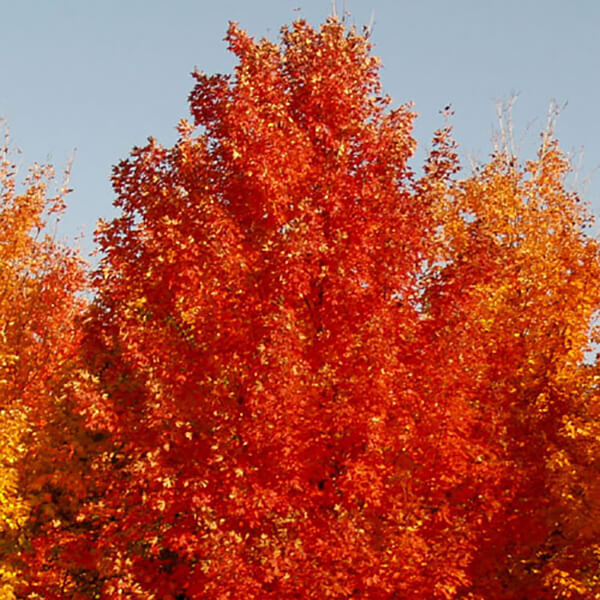 Acer saccharum ‘Autumn Fest’