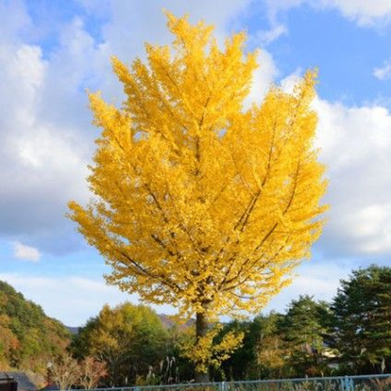 Ginkgo biloba ‘Autumn Gold’