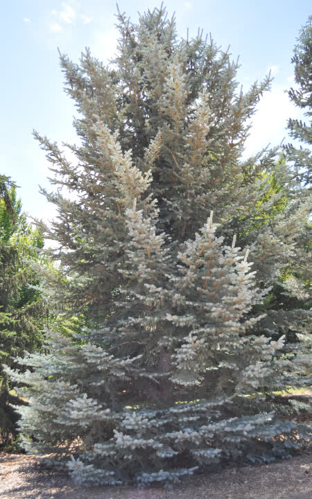 Picea pungens ‘Bacheri’
