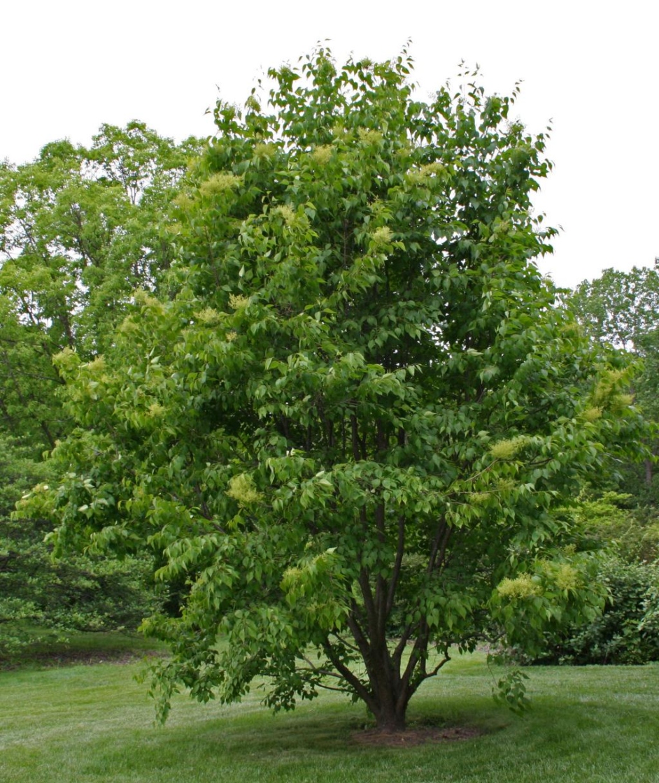 Syringa pekinensis ‘Zhang Zhiming’