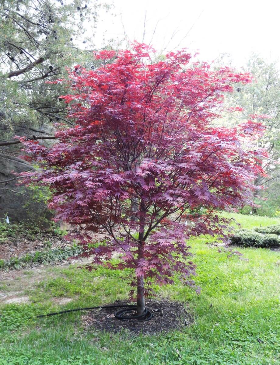 Acer palmatum ‘Bloodgood’