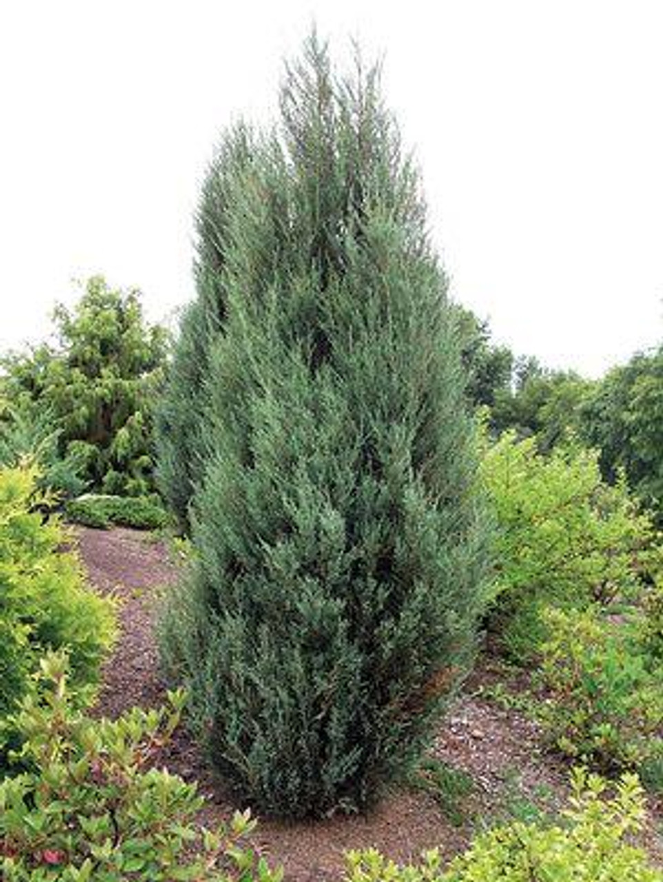 Juniperus scopulorum ‘Blue Arrow’