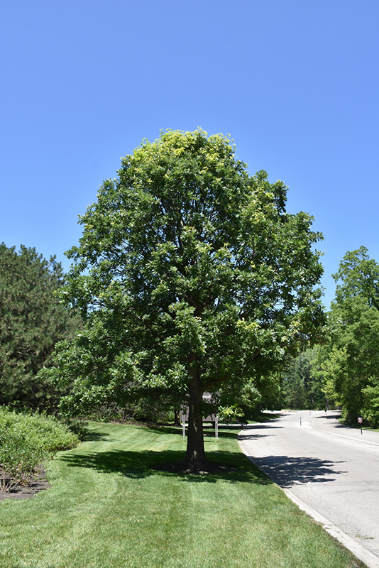 Quercus macrocarpa
