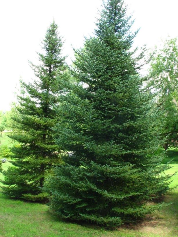 Abies balsamea var phanerolepsis