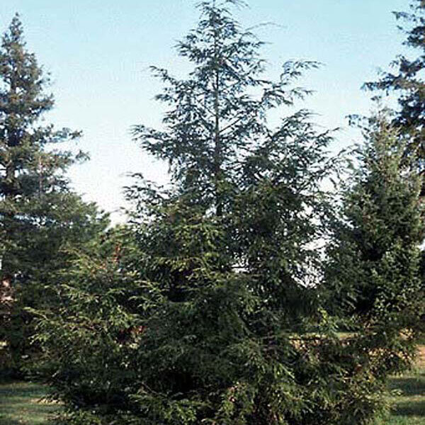 Tsuga canadensis