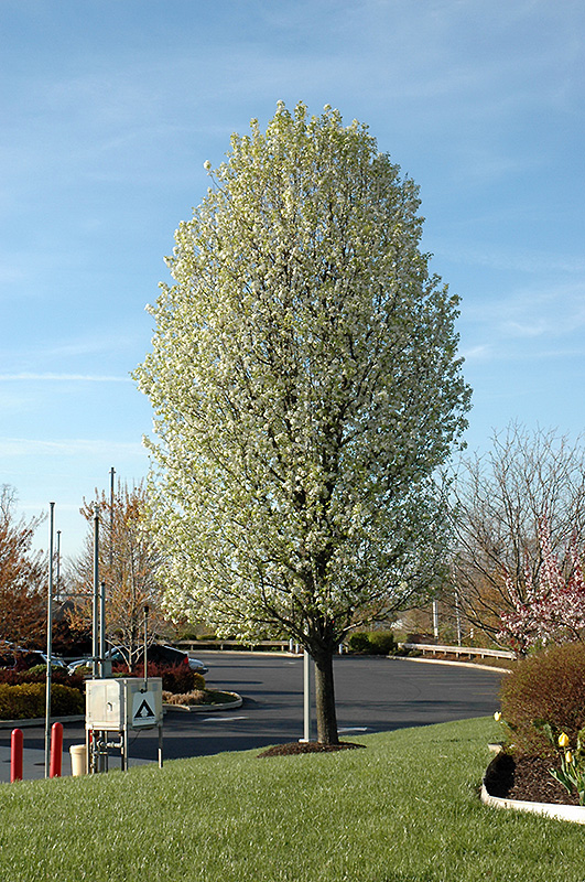 Pyrus calleryana ‘Chanticleer’
