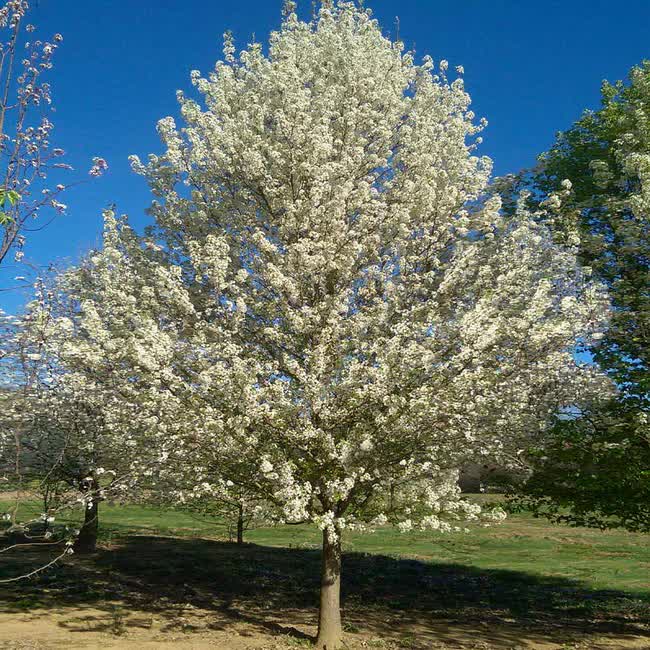 Pyrus x triploida ‘NCPX2’