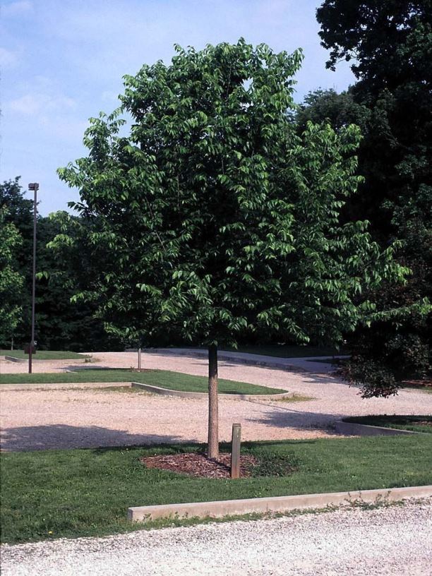 Celtis occidentalis ‘Chicagoland'