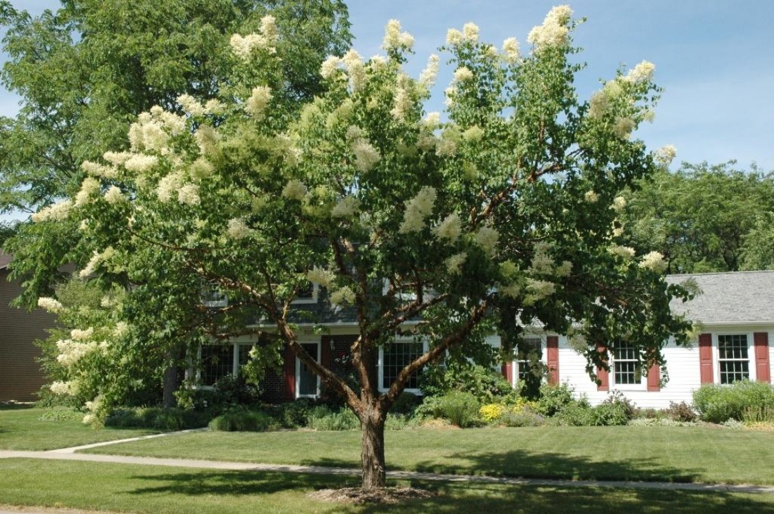 Syringa pekinensis ‘Morton’