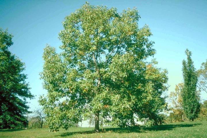 Quercus muehlenbergii