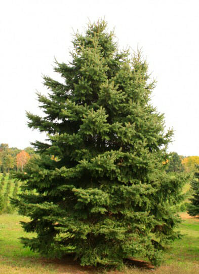 Picea pungens