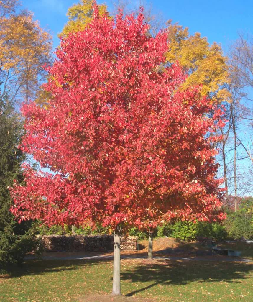 Acer rubrum