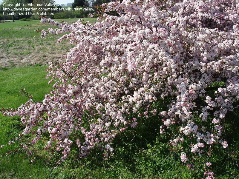 Malus sargentii ‘Candymint’