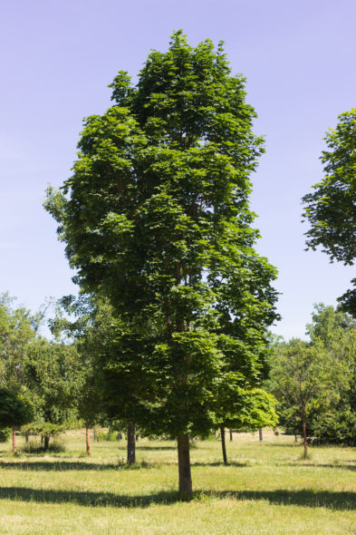 Acer platanoides ‘Columnar’