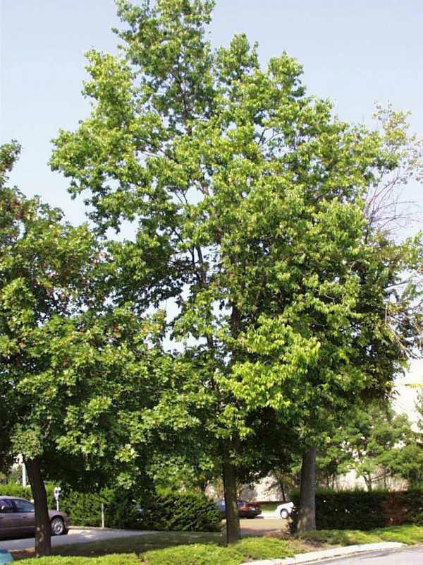 Celtis occidentalis