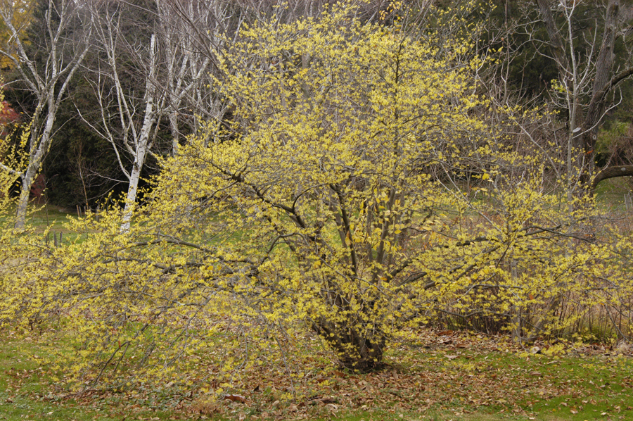 Hamamelis virginiana