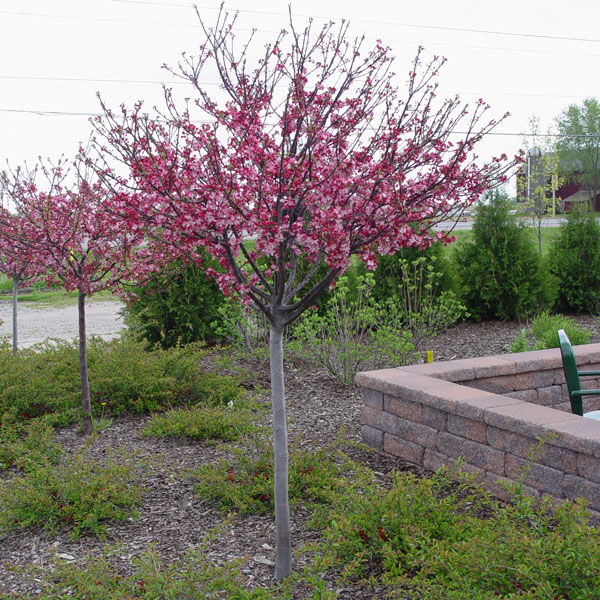 Malus x ‘Coralcole’