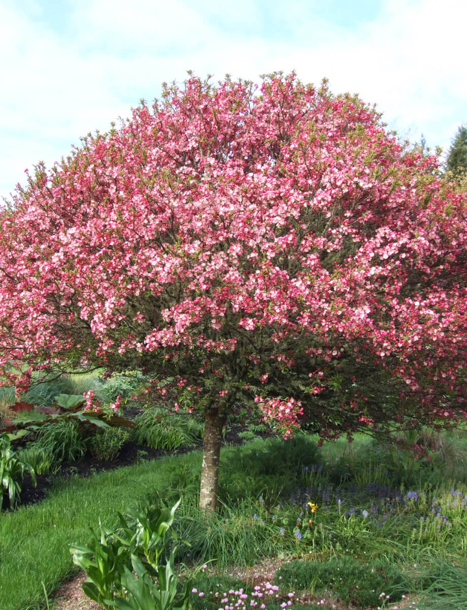 Malus x ‘Coralcole’
