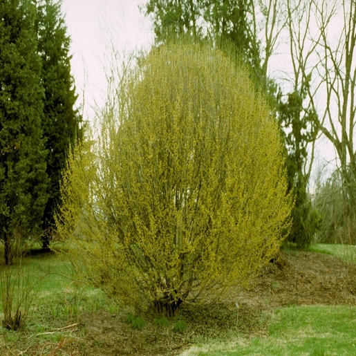 Cornus mas