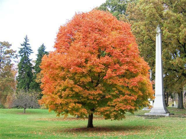 Acer saccharum ‘Morton’