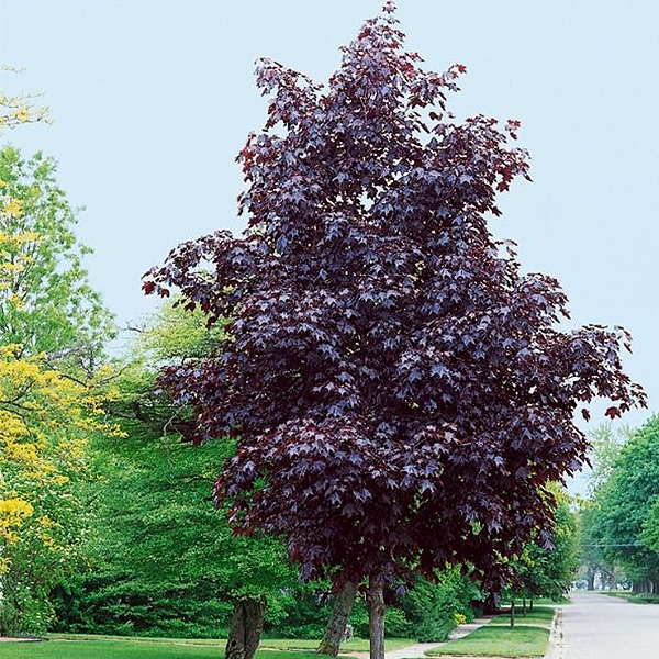 Acer truncatum x platanoides ‘JFS-KW202’