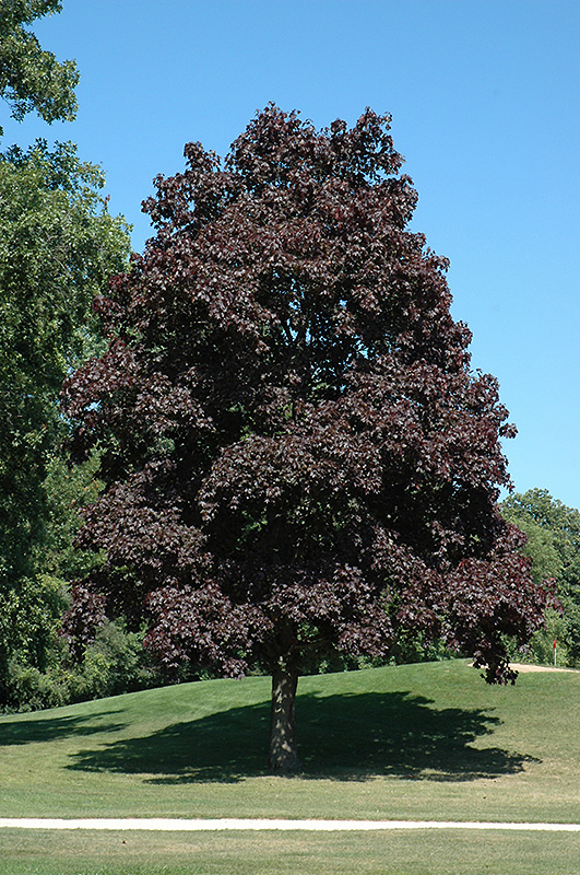 Acer platanoides ‘Crimson King’