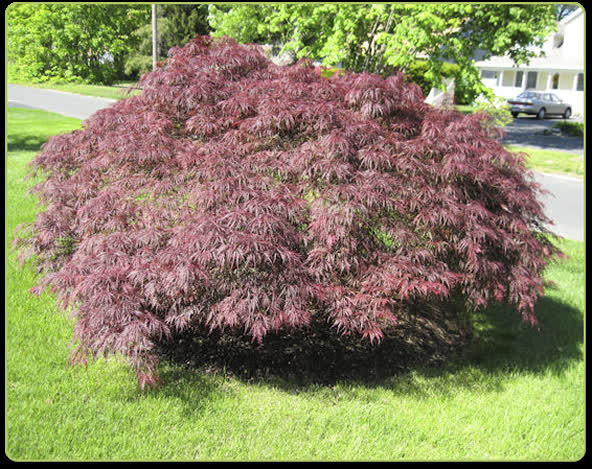 Acer palmatum ‘Crimson Prince’