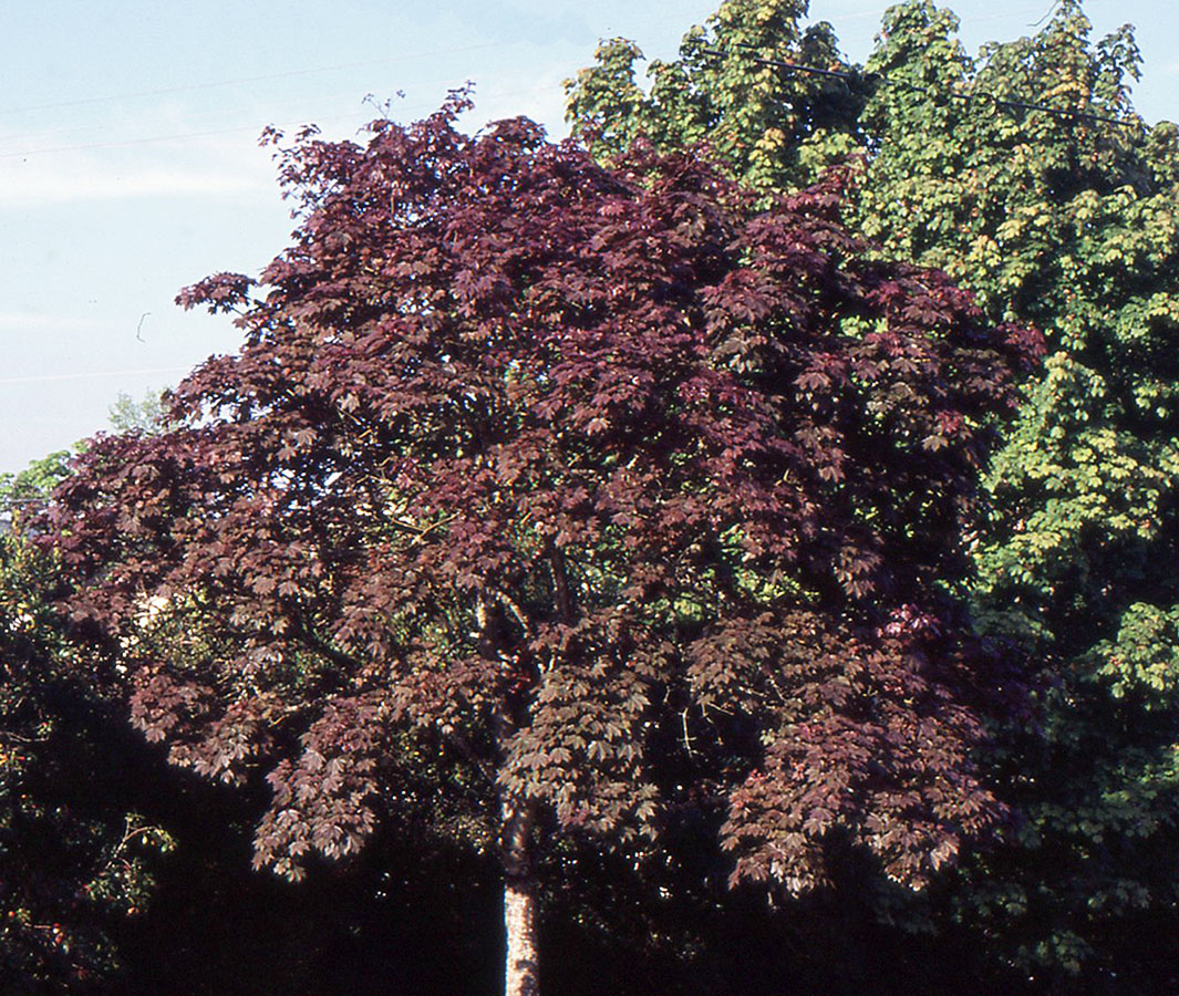 Acer platanoides ‘Deborah’