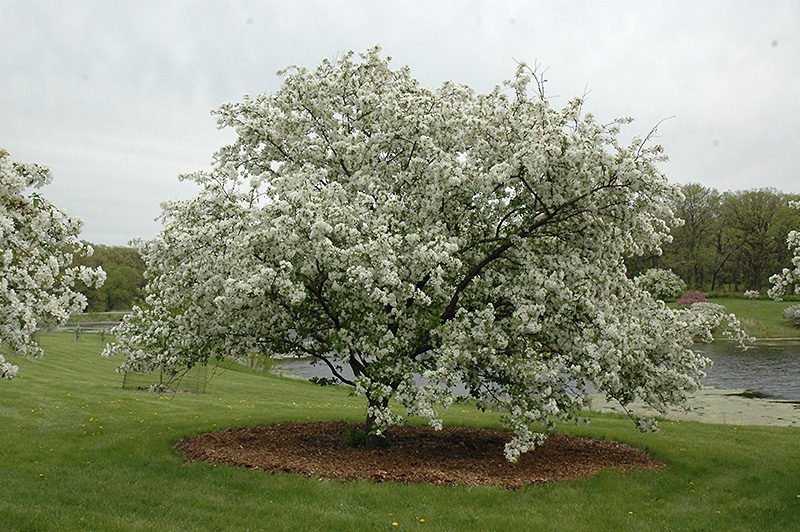 Malus ‘Donald Wyman’